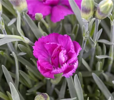 Gartennelke 'Violett Wonder'