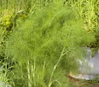 Gewöhnlicher Fenchel