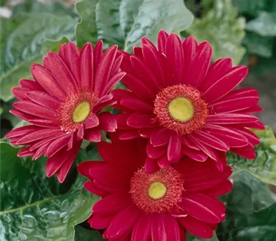 Gerbera