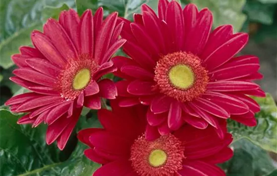 Gerbera