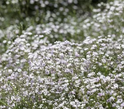 Garten-Schleierkraut