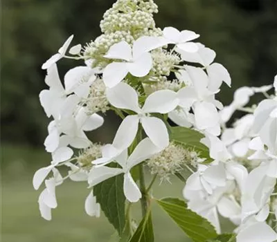 Rispenhortensie 'Kyushu'