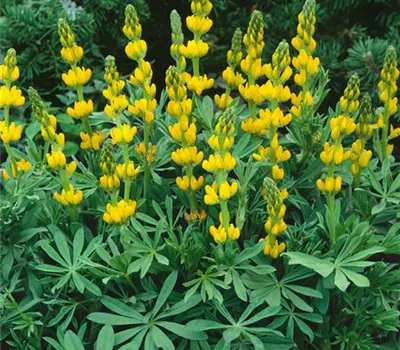 Gelbe Lupine