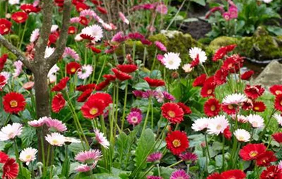 Winterharte Gerbera Garvinea®