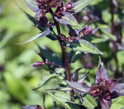 Garten-Basilikum 'Magic Blue'