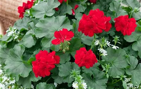 Hybrid-Pelargonie 'Calliope'®