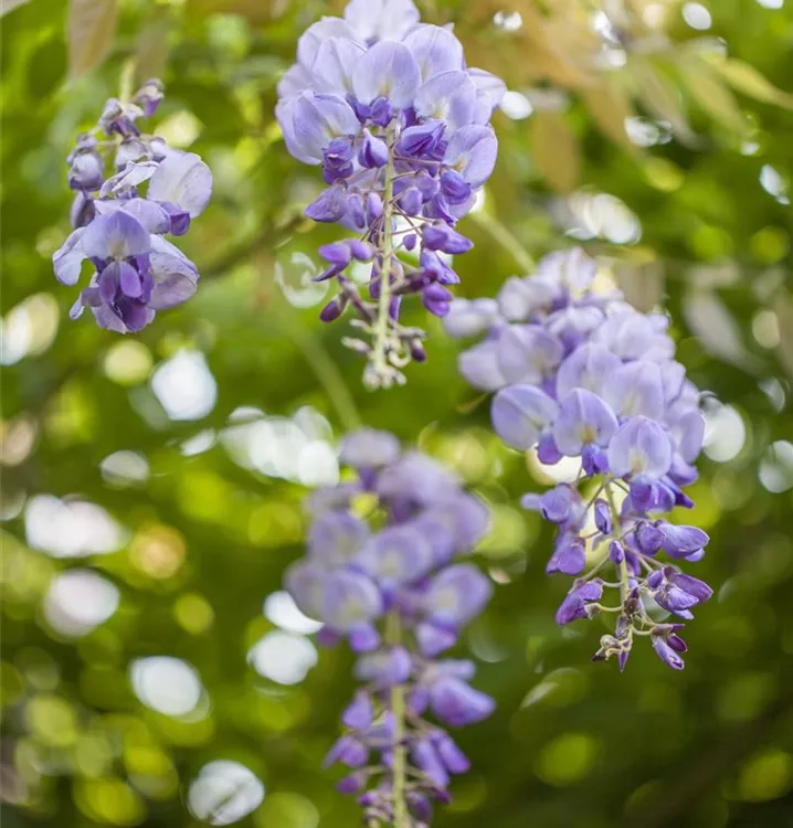 Chinesischer Blauregen