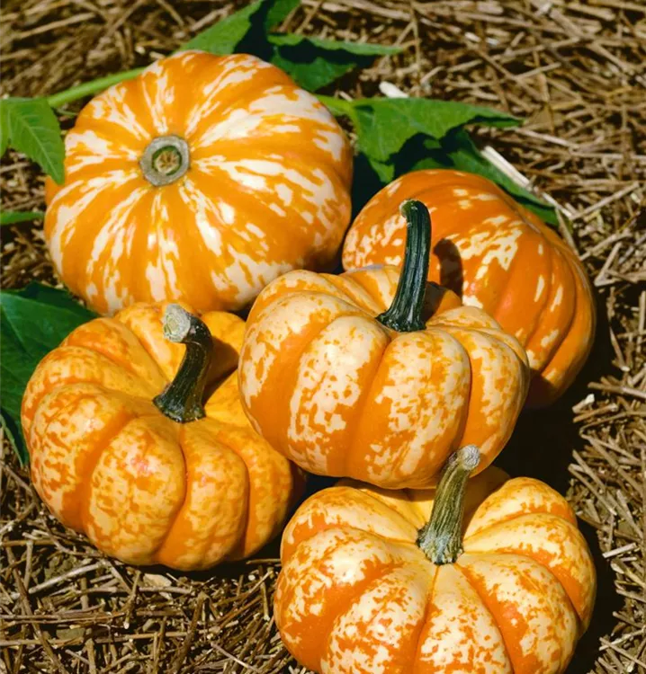 Kürbis