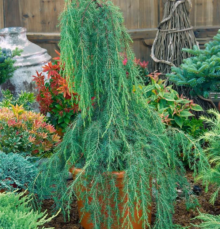 Wildwacholder 'Horstmann'