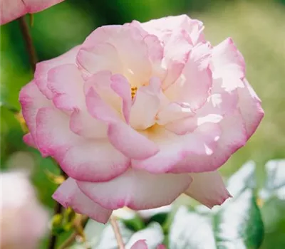 Strauchrose 'Händel'®