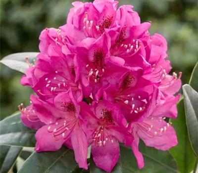 Rhododendron