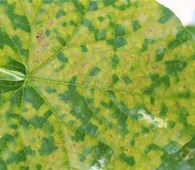 Falscher Mehltau an Gurken