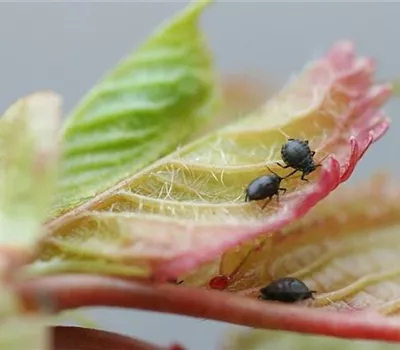 Schwarze Kirschenblattlaus