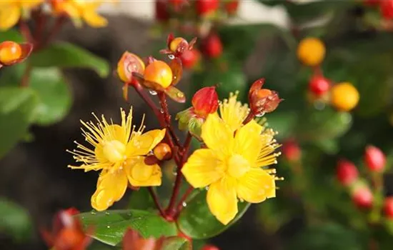 Johanniskraut - Einpflanzen im Garten