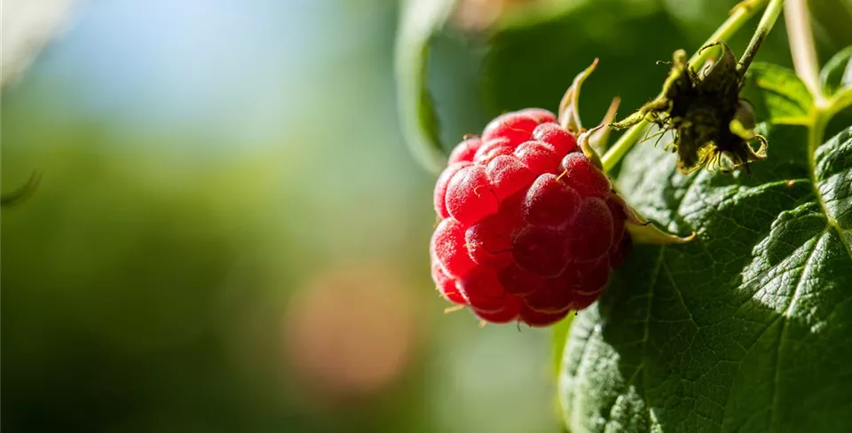 Rubus idaeus