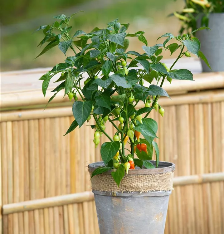 Tropfen-Chili