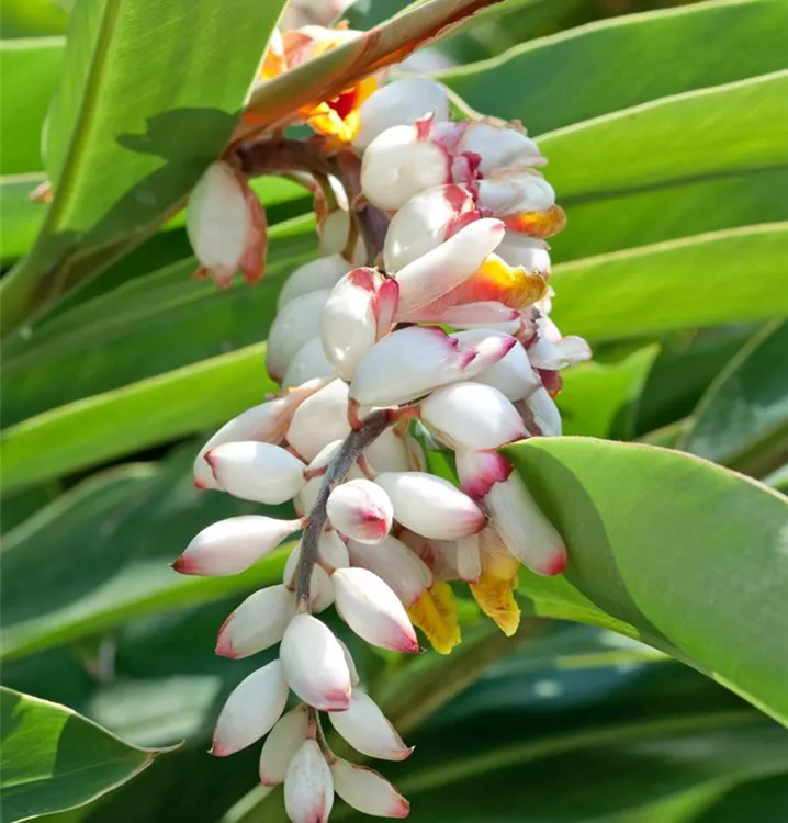 Muschelingwer 'Variegata'