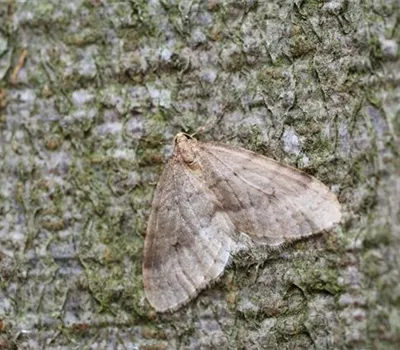 Frostspanner an Kirschen