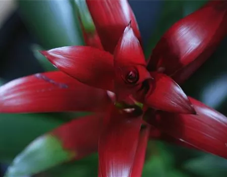 Bromelie (rot) - Umtopfen