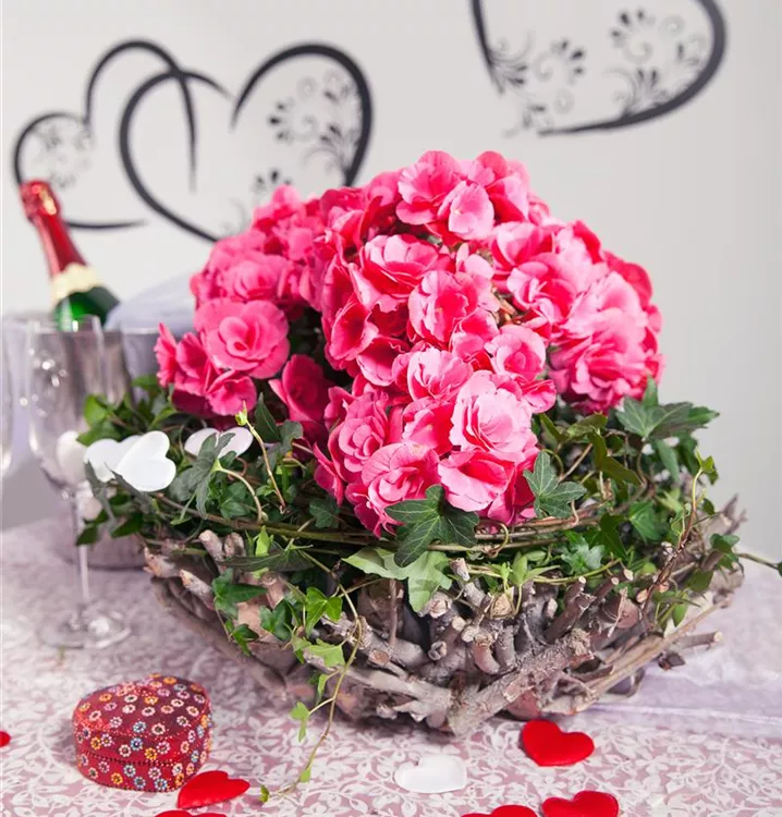 Begonia elatior, rosa