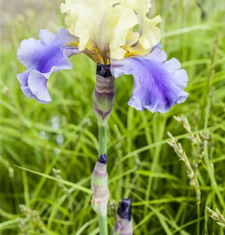 Hohe Bart-Iris