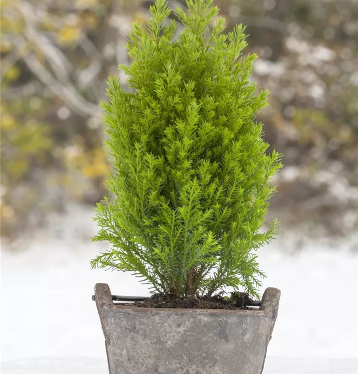 Gelbe Kegelzypresse 'Ellwood´s Gold'