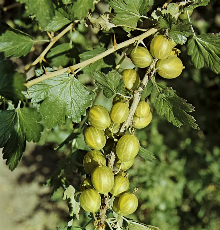 Stachelbeere 'Mucurines'